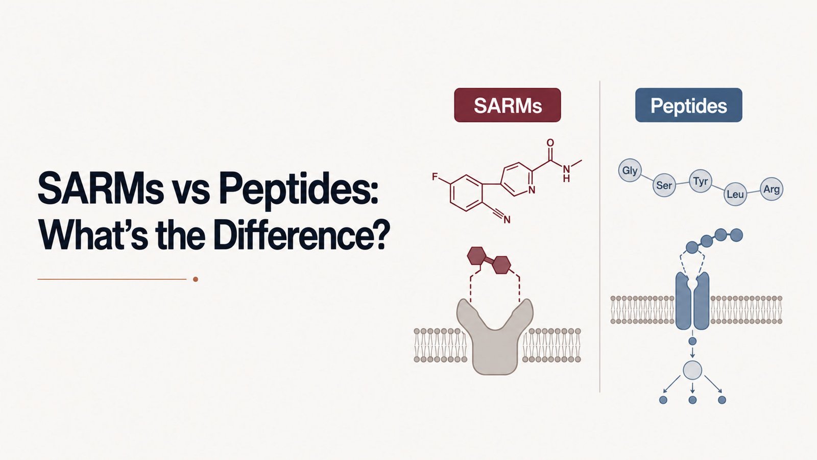 SARMs vs Peptides